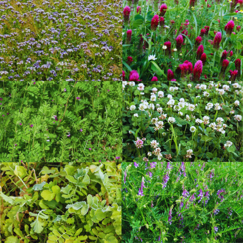 Intercultures et Couverts végétaux