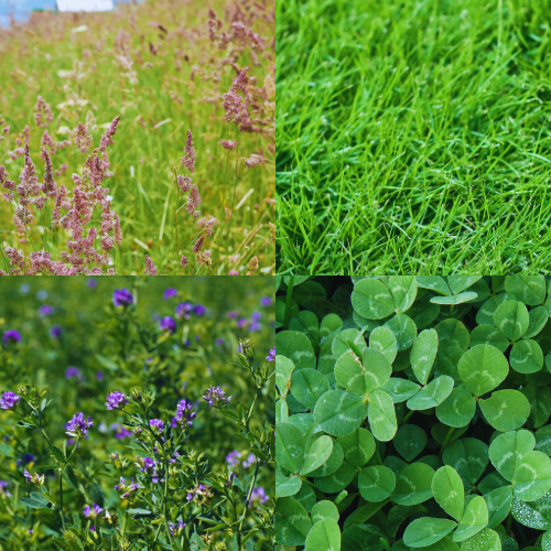 Fourragères et dérobées