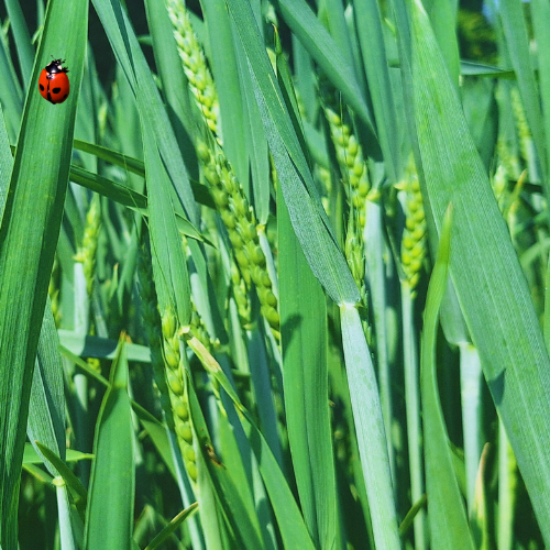 Produits de biocontrôle